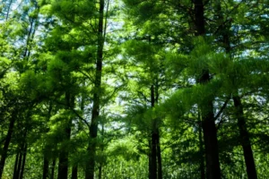 소나무 피톤치드, 식물에게 해롭다? 자연 생태계에 미치는 영향 완전 분석